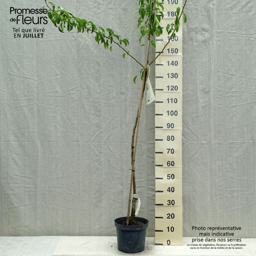 Esimerkki kesällä toimitetusta Poirier Charneux - Legipont Pot de 7,5L/10L, Demi-Tige-taimesta