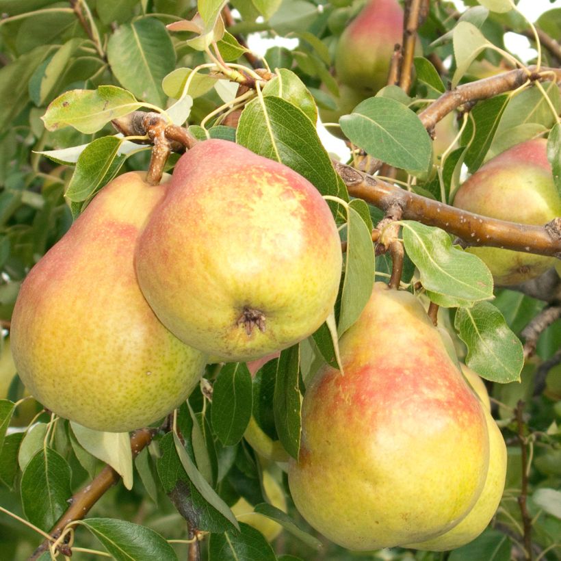 Tarhapäärynä Clapp’s Favorite (Sadonkorjuu)
