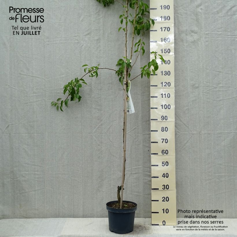 Esimerkki kesällä toimitetusta Poirier Clapp’s Favorite - Fruhe Clapps Pot de 7,5L/10L, Demi-Tige-taimesta