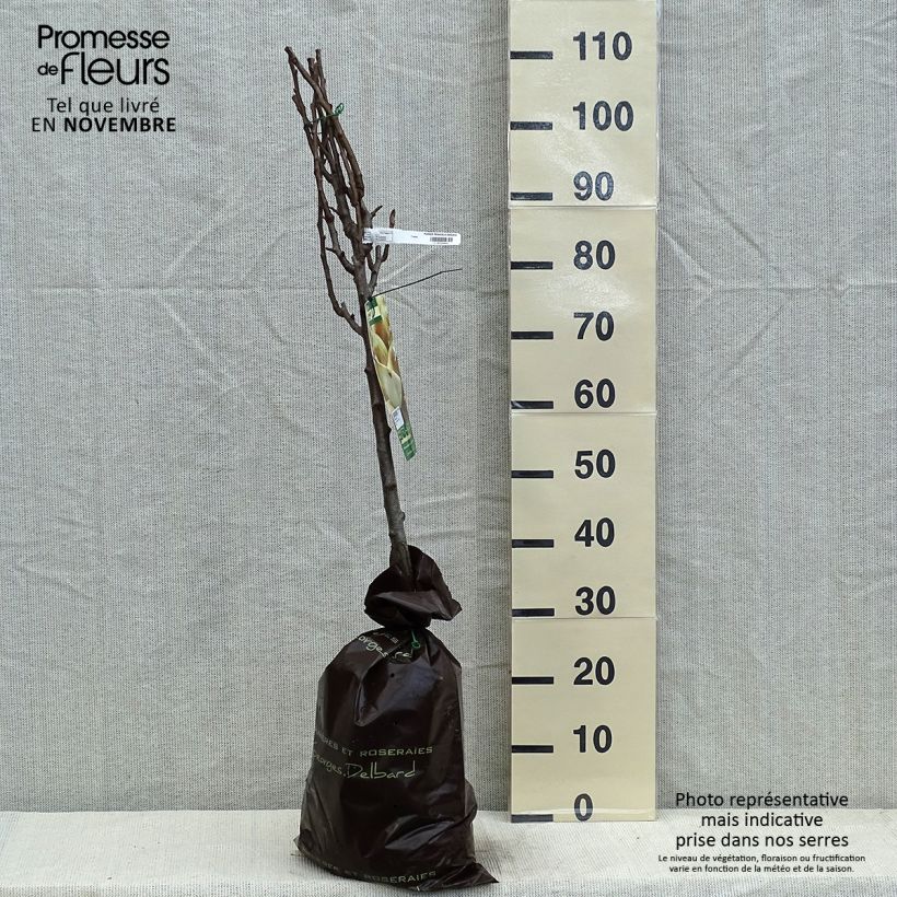Esimerkki syksyllä toimitetusta Tarhapäärynä Peradel - Delbard "Istutusvalmis"-paakku, Maljamainen-taimesta