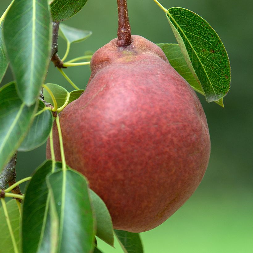 Tarhapäärynä Starkrimson luomu (Sadonkorjuu)