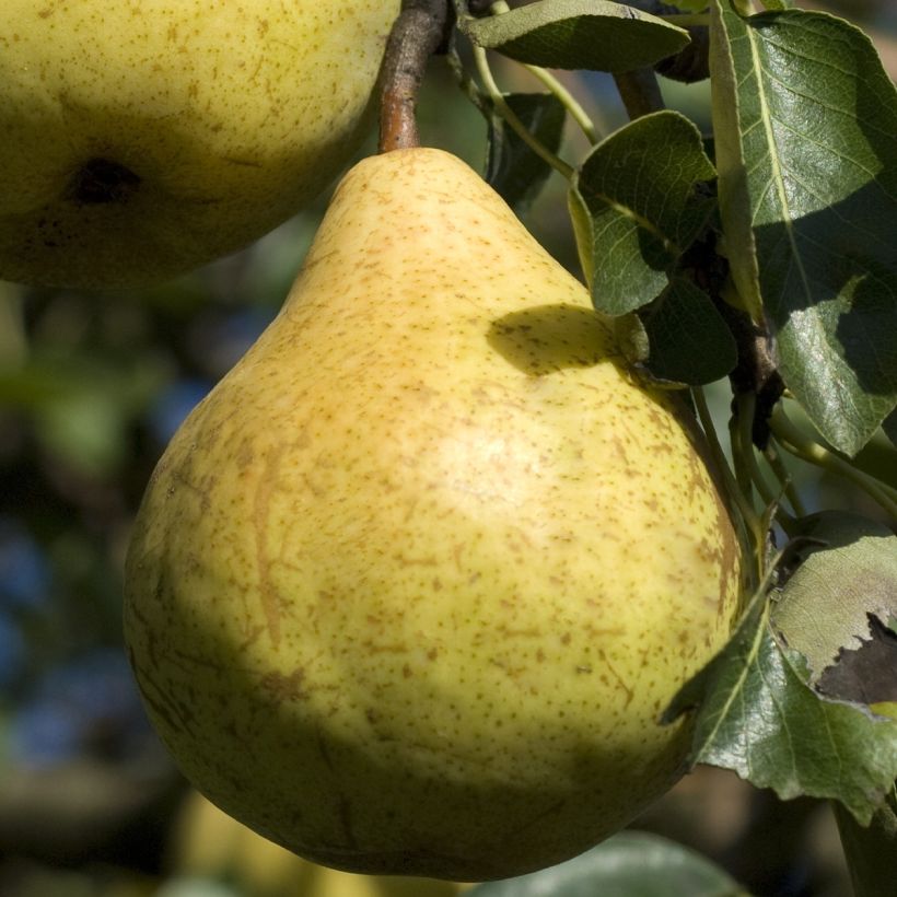 Tarhapäärynä Fruit Me Pear Me Williams Bon-Chrétien (Sadonkorjuu)
