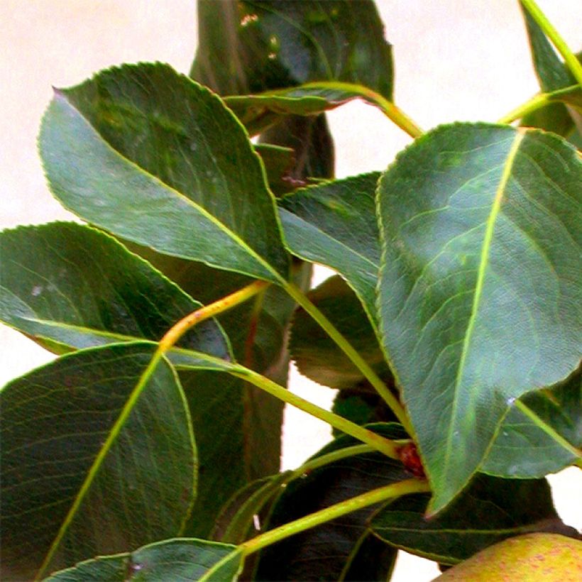 Tarhapäärynä Garden Gem (Lehvistö)
