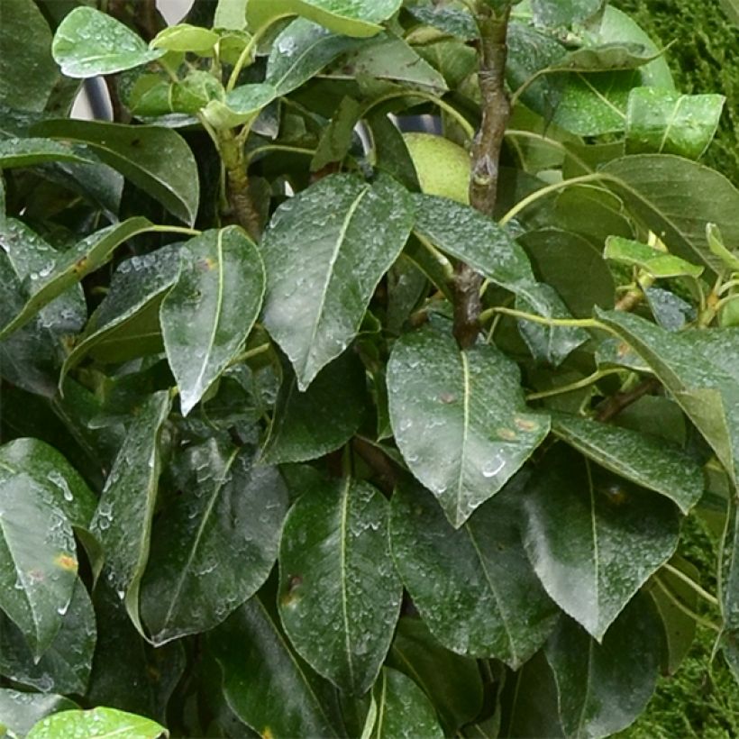 Tarhapäärynä Garden Pearl (Lehvistö)