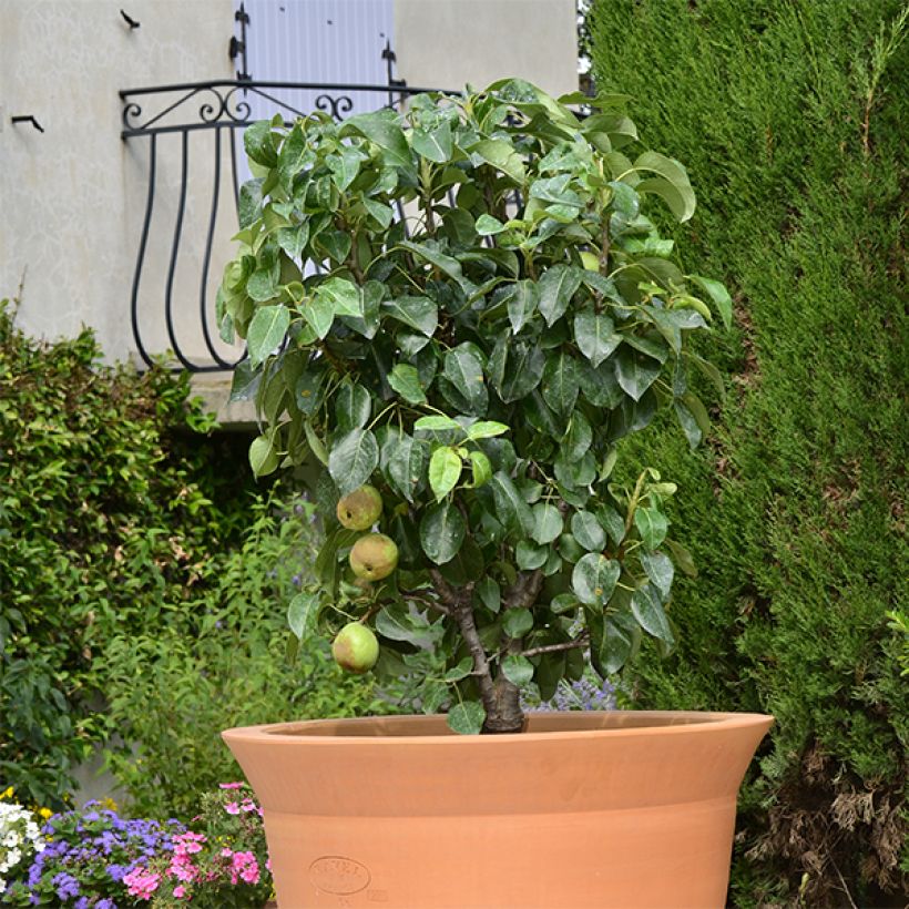 Tarhapäärynä Garden Pearl (Kasvutapa)