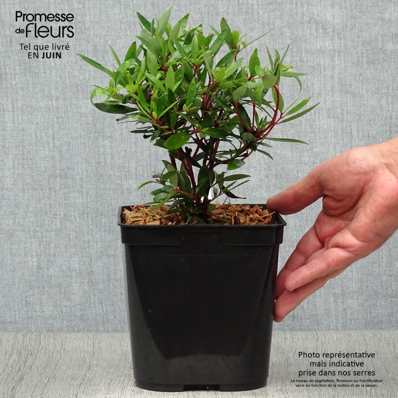 Esimerkki kesällä toimitetusta Drimys aromatica Pot de 2L/3L-taimesta