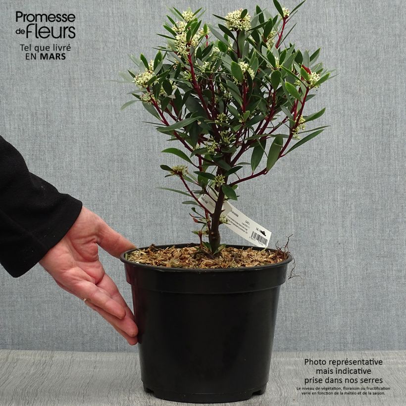 Esimerkki keväällä toimitetusta Drimys aromatica Pot de 4L/5L-taimesta