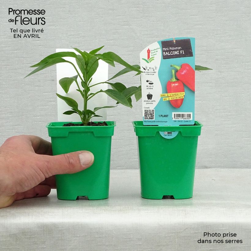 Esimerkki keväällä toimitetusta Minipaprika Balconi (mini) F1 taimena 10 cm/11 cm ruukku-taimesta