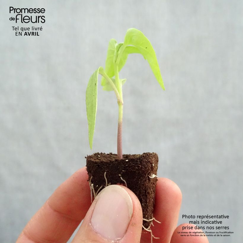 Esimerkki keväällä toimitetusta Maustepaprika Bellania F1 luomu Minipaakku Ø 3/4 cm-taimesta