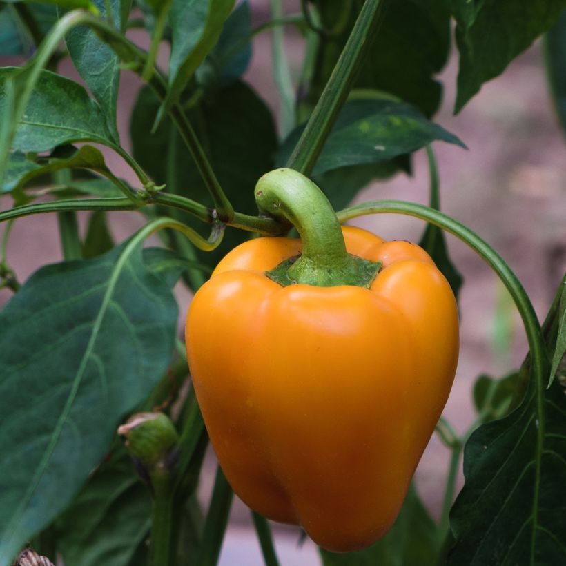 Maustepaprika Milena F1 (Sadonkorjuu)