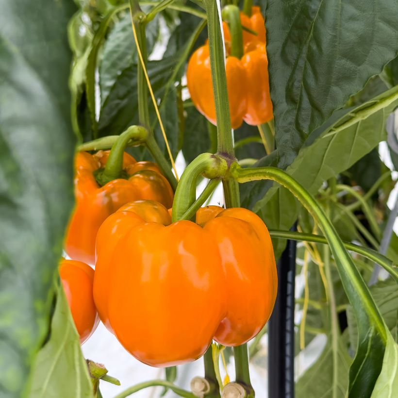 Paprika Golden Calwonder (Sadonkorjuu)