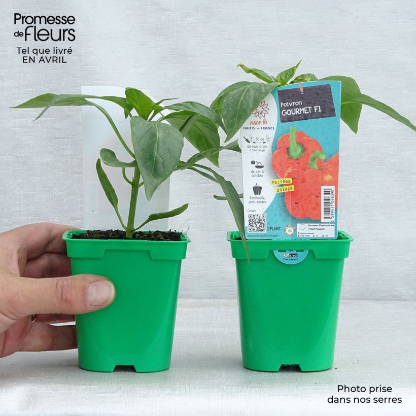 Esimerkki keväällä toimitetusta Oranssi maustepaprika Orange Gourmet F1 10 cm/11 cm ruukku-taimesta