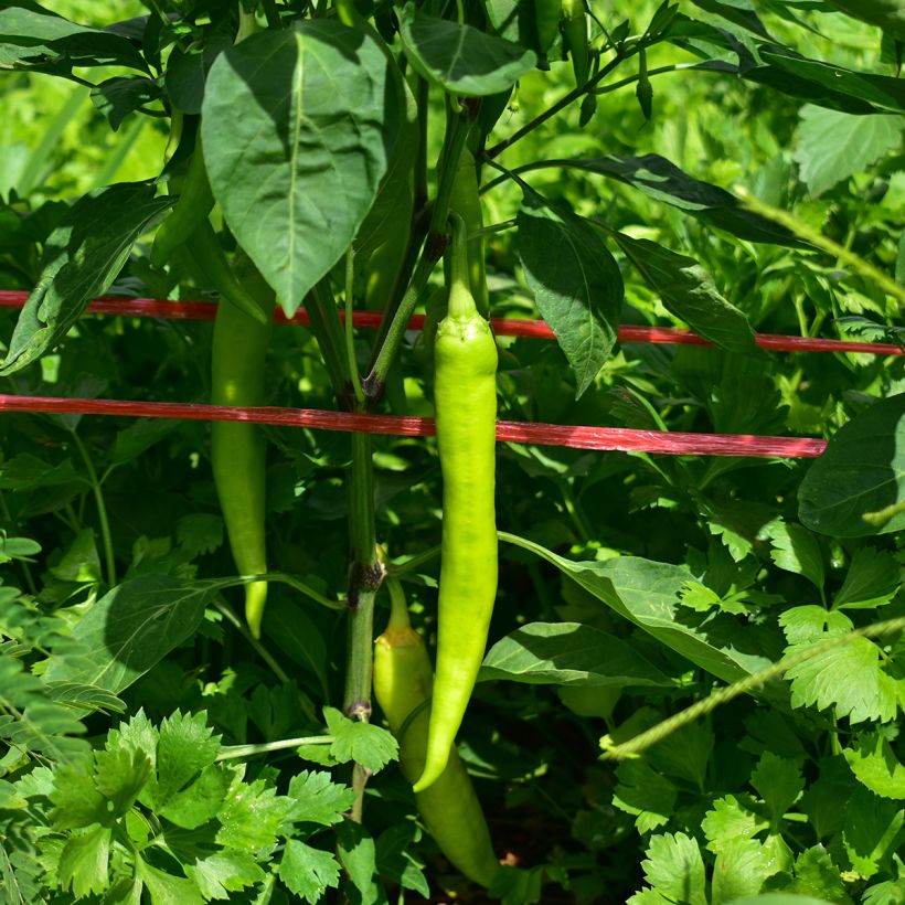 Maustepaprika Sweet Banana (Sadonkorjuu)