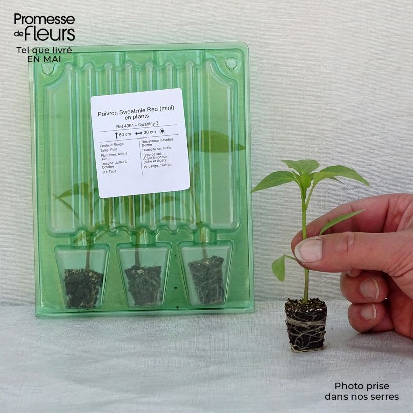 Esimerkki keväällä toimitetusta Maustepaprika Sweetmie Red taimena Minipaakku Ø 3/4 cm-taimesta