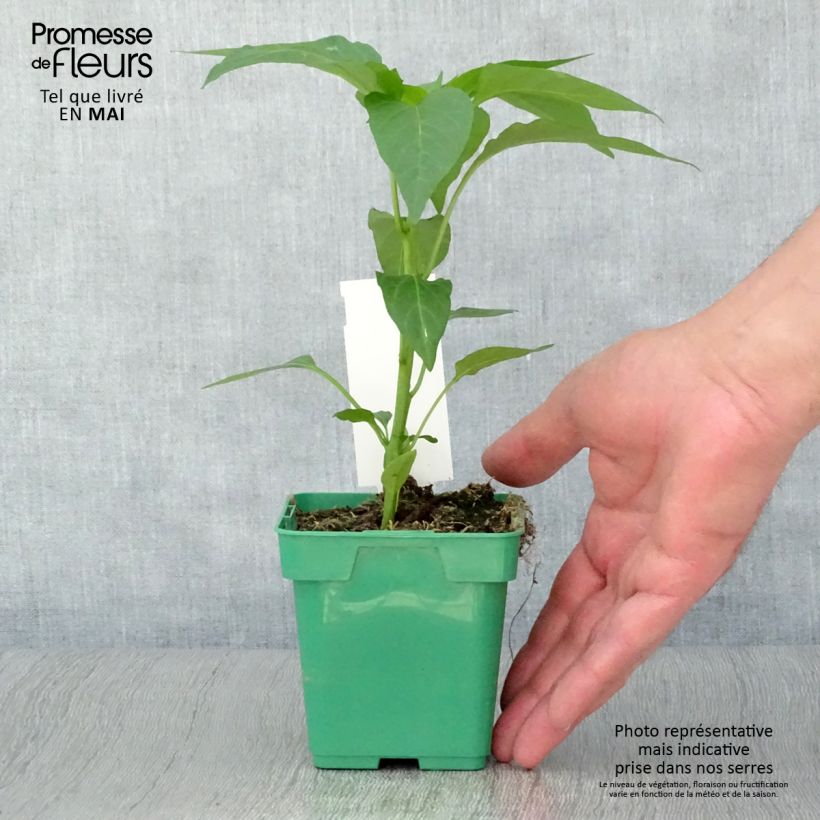 Esimerkki keväällä toimitetusta Minipaprika Terrazzi F1 taimena 10 cm/11 cm ruukku-taimesta