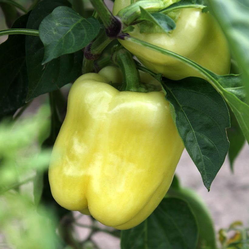Paprika White Bell (Sadonkorjuu)