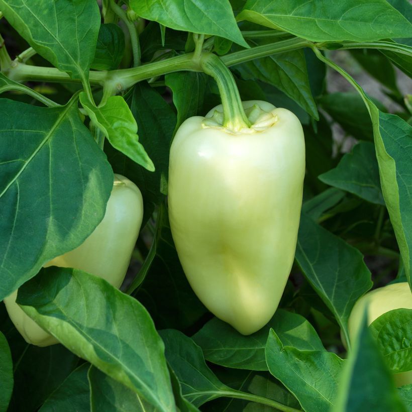 Paprika White Bell (Kasvutapa)
