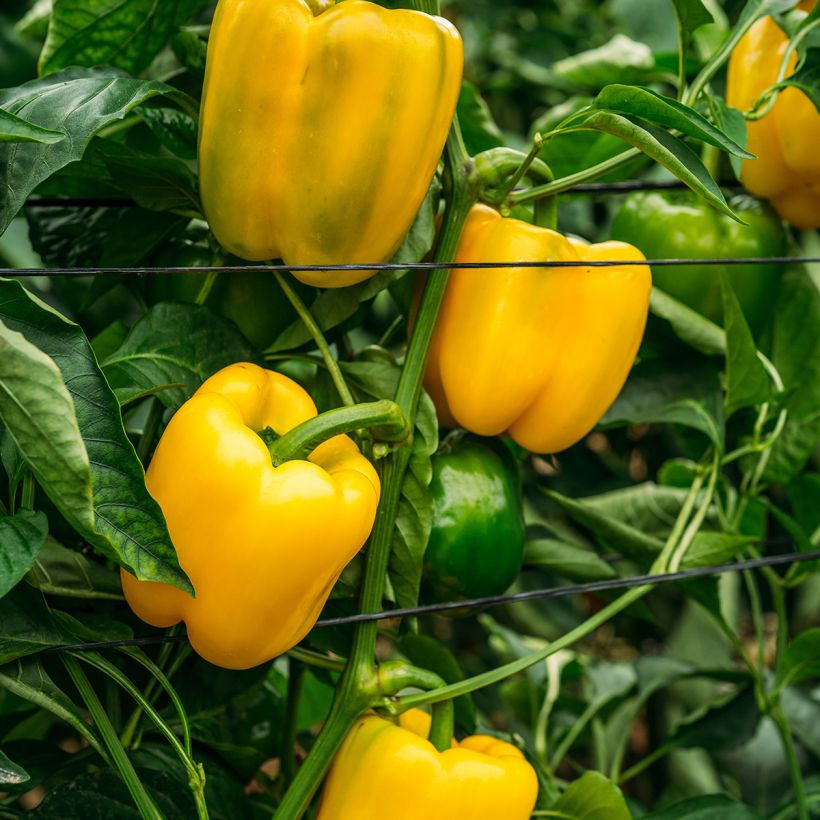 Maustepaprika Carré d'Asti keltainen luomu - Ferme de Sainte Marthe (Kasvutapa)