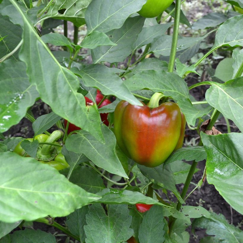 Maustepaprika California Wonder luomu (Sadonkorjuu)