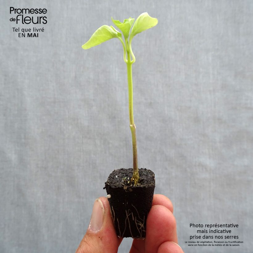 Esimerkki keväällä toimitetusta Keltainen maustepaprika Tenor F1 Minipaakku Ø 1,5/2,5 cm-taimesta