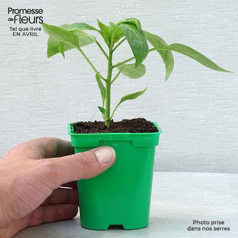 Esimerkki keväällä toimitetusta Keltainen maustepaprika Tenor F1 10 cm/11 cm ruukku-taimesta