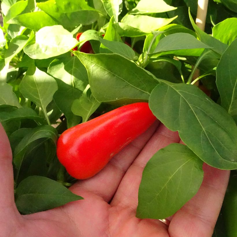 Maustepaprika Snackor F1 taimena (Sadonkorjuu)