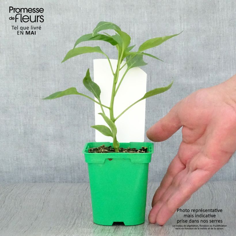 Esimerkki keväällä toimitetusta Oranssi maustepaprika Oreny F1 10 cm/11 cm ruukku-taimesta
