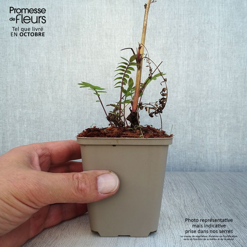 Esimerkki syksyllä toimitetusta Japaninlehtosinilatva Bressingham Purple 8/9 cm taimiruukku-taimesta