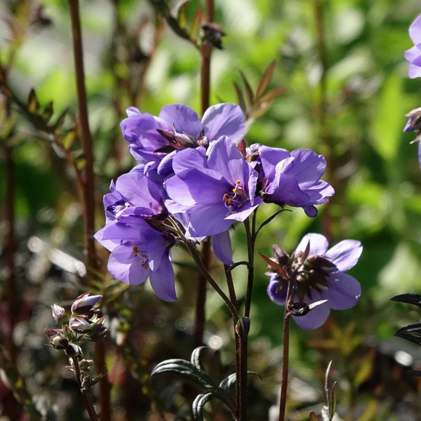 Japaninlehtosinilatva Bressingham Purple (Kukinta)