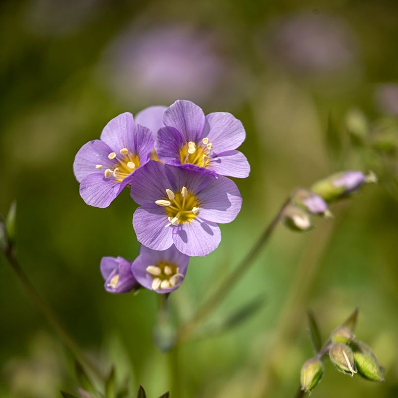 Lehtosinilatva Lambrook Mauve (Kukinta)