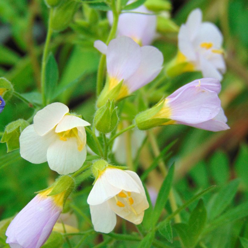 Rusosinilatva Apricot Delight (Kukinta)