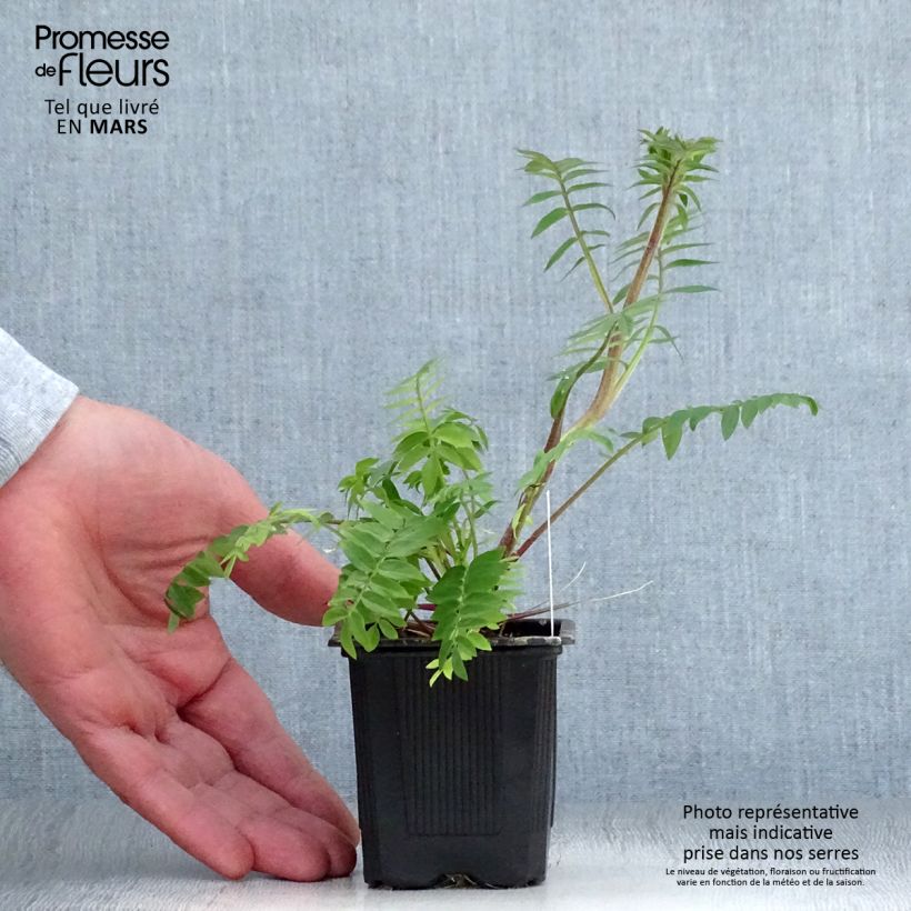 Esimerkki keväällä toimitetusta Rusosinilatva Apricot Delight Godet de 8/9 cm-taimesta