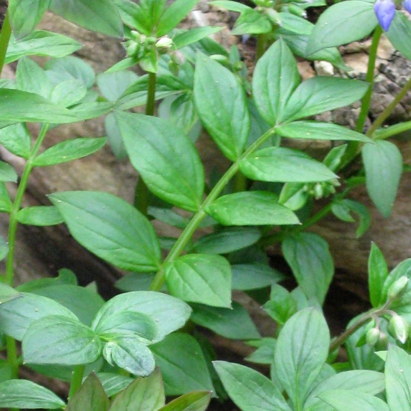 Niittysinilatva - Polemonium reptans (Lehvistö)