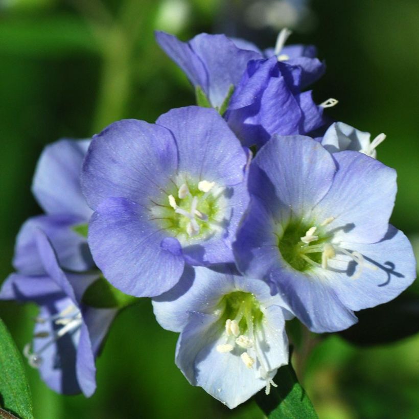 Niittysinilatva - Polemonium reptans (Kukinta)