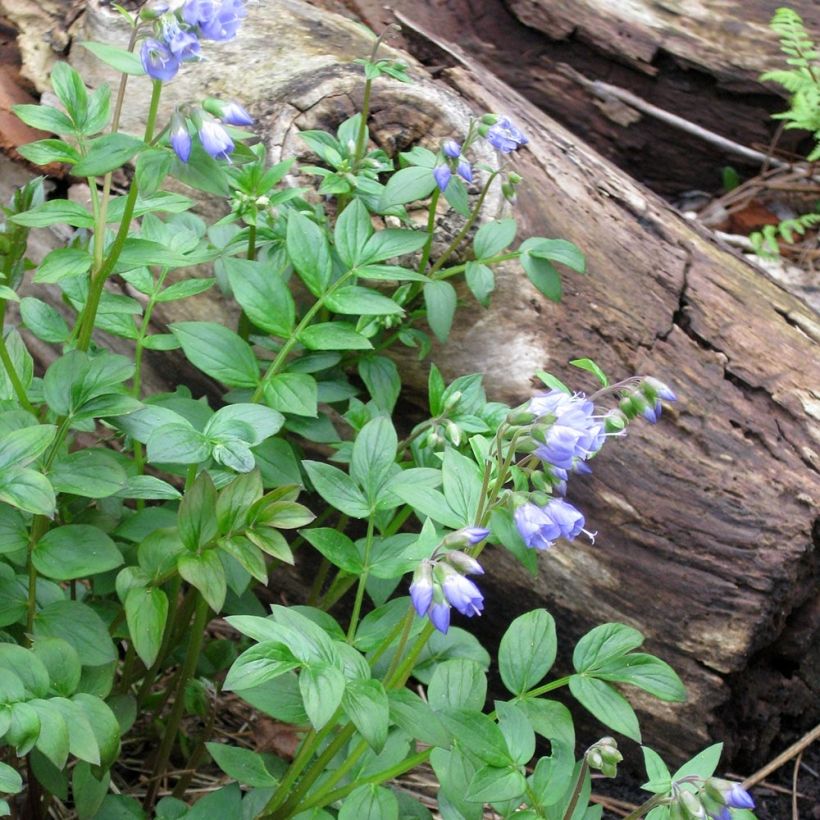 Niittysinilatva - Polemonium reptans (Kasvutapa)