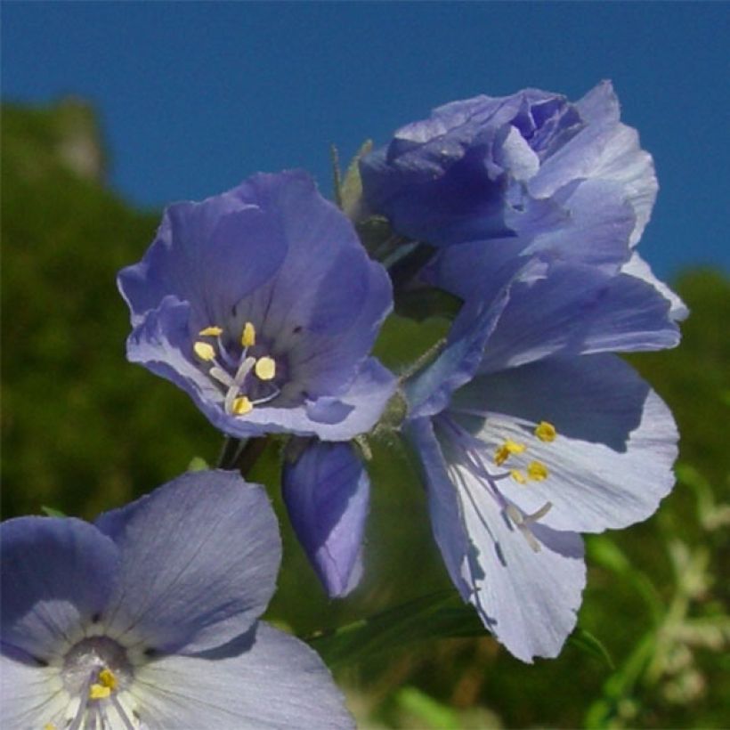 Japaninlehtosinilatva Purple rain (Kukinta)