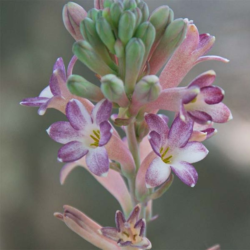 Tuberoosa Sensation (Kukinta)