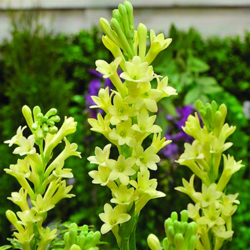 Tuberosa Super Gold (Kukinta)