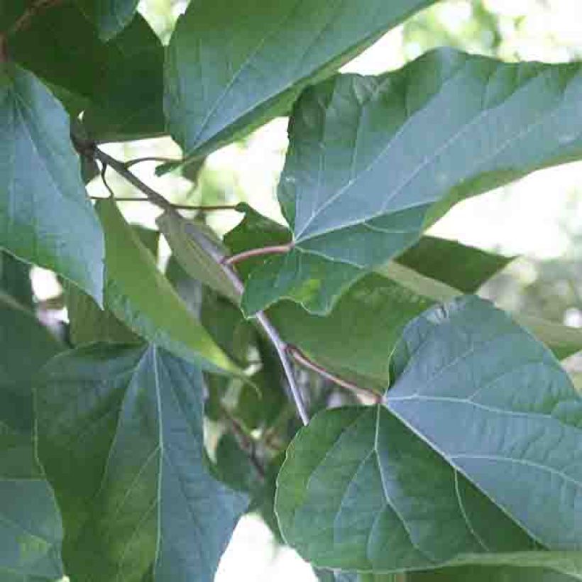 Poliothyrsis sinensis (Lehvistö)
