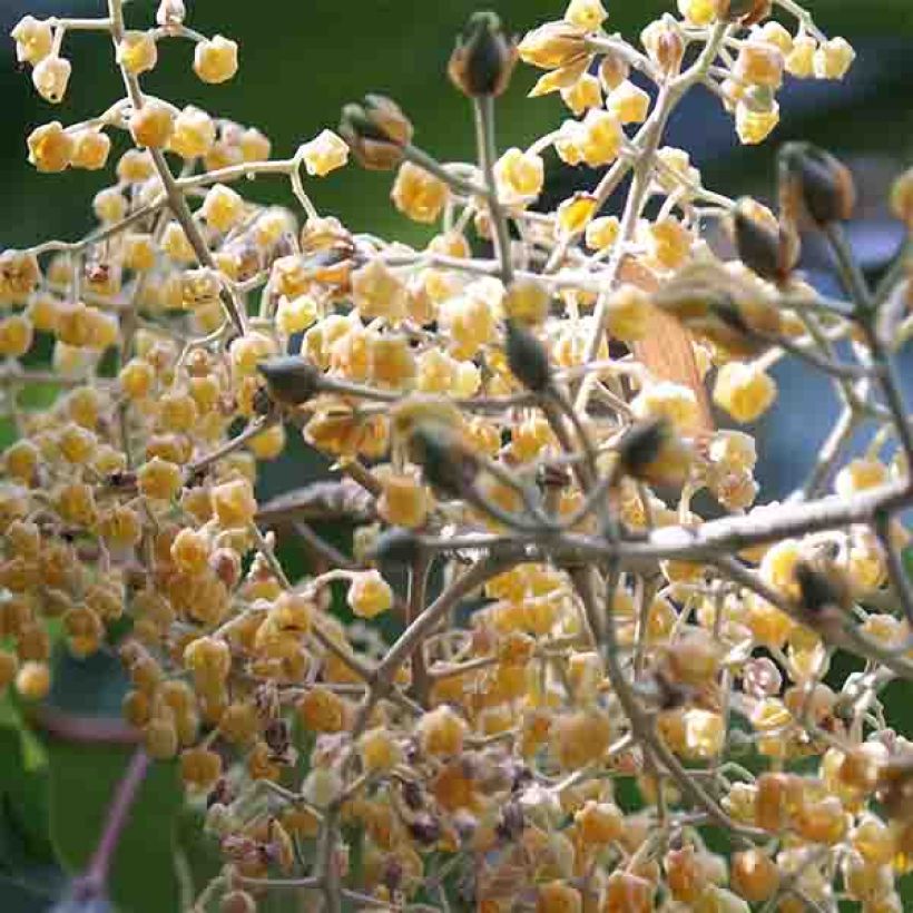 Poliothyrsis sinensis (Kukinta)