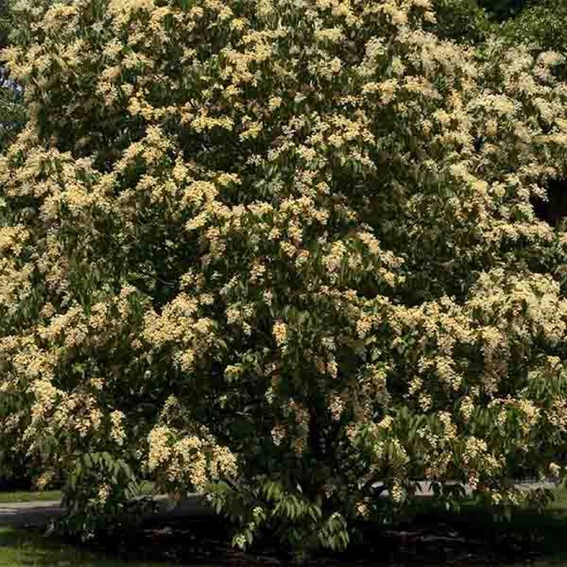 Poliothyrsis sinensis (Kasvutapa)