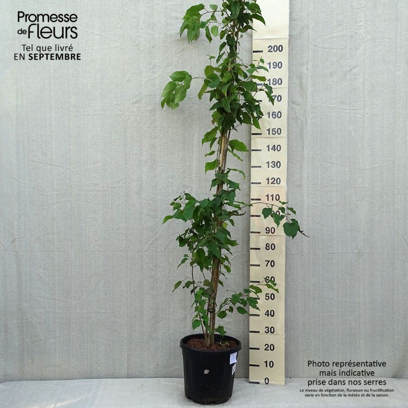Esimerkki kesällä toimitetusta Poliothyrsis sinensis Pot de 20L/25L-taimesta
