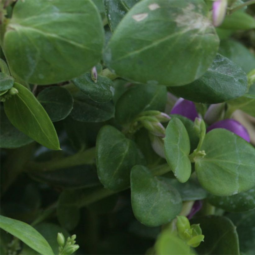 Polygala Bibi Pink (Lehvistö)