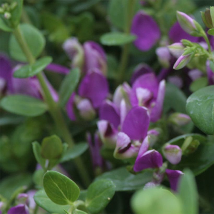 Polygala Bibi Pink (Kukinta)
