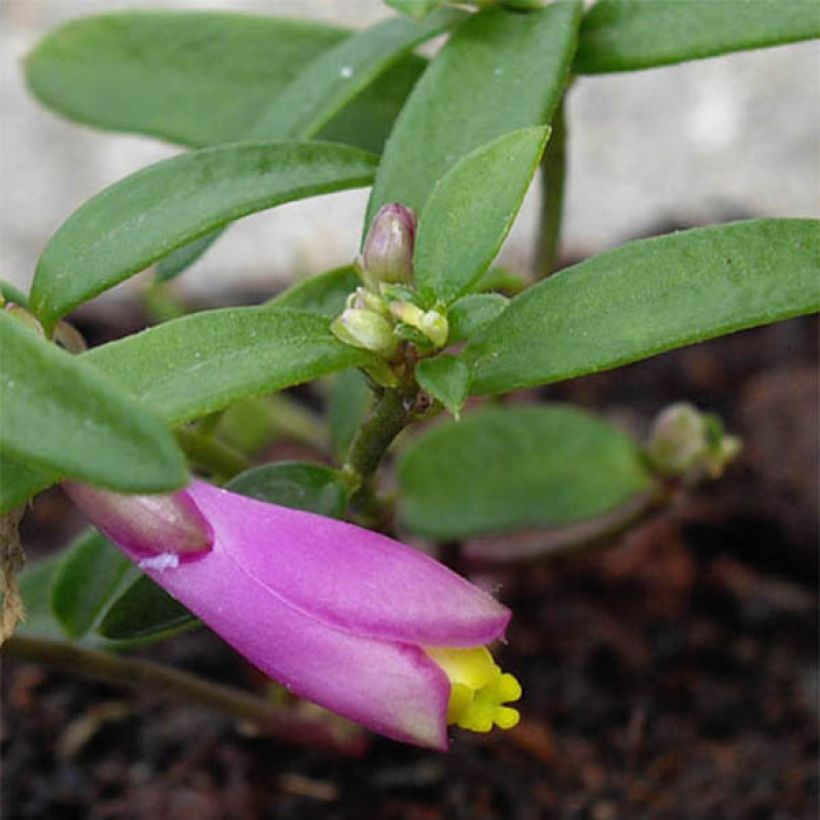 Polygala chamaebuxus Grandiflora (Lehvistö)