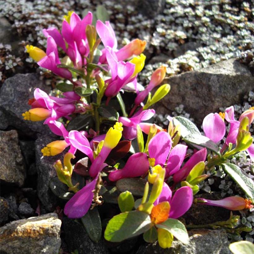 Polygala chamaebuxus Grandiflora (Kukinta)