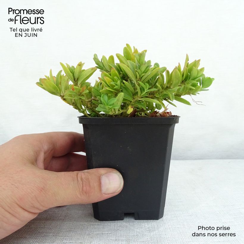 Esimerkki kesällä toimitetusta Polygala chamaebuxus Grandiflora Godet de 8/9 cm-taimesta