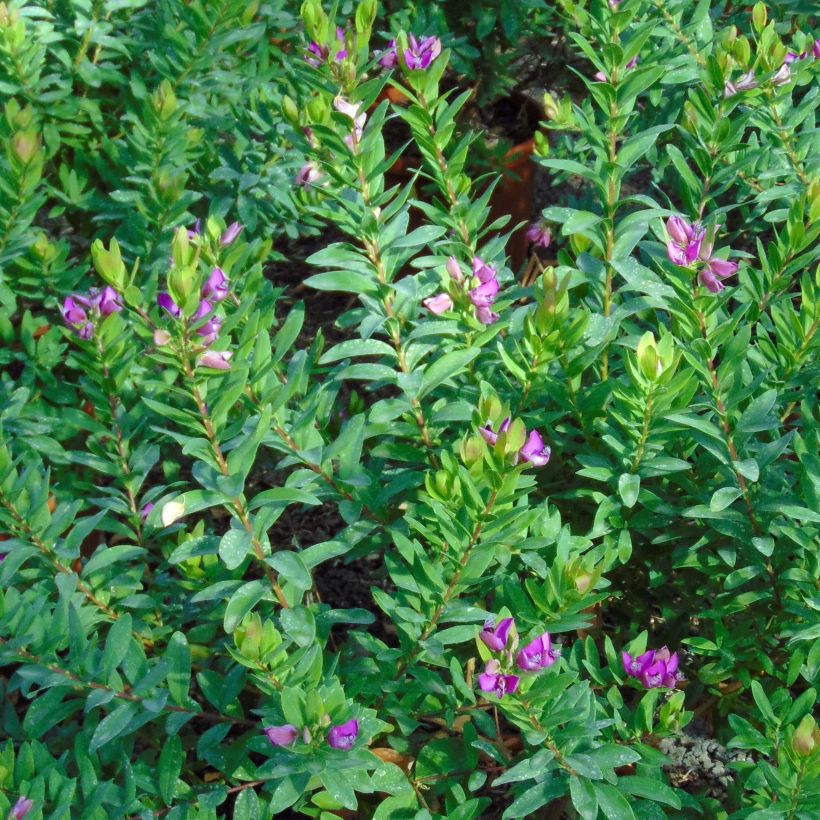 Polygala myrtifolia (Lehvistö)