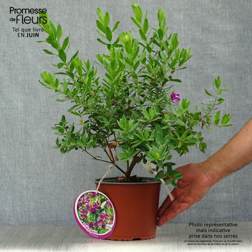 Esimerkki kesällä toimitetusta Polygala myrtifolia Ruukku 2L / 3L-taimesta