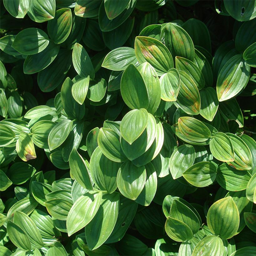 Kalliokielo - Polygonatum humile (Lehvistö)
